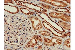 Immunohistochemistry of paraffin-embedded human kidney tissue using ABIN7154664 at dilution of 1:100