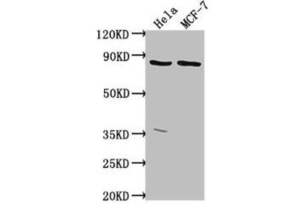 TTC39B anticorps  (AA 10-122)