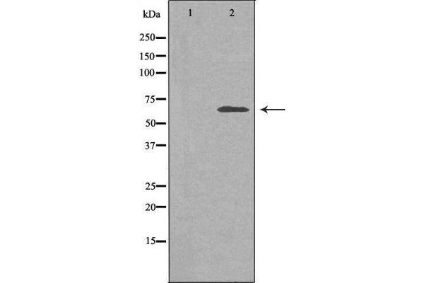 SLC30A9 antibody  (Internal Region)