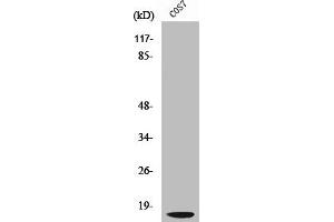 Western Blot analysis of COS7 cells using Cleaved-Cathepsin D LC (G65) Polyclonal Antibody (Cathepsin D antibody  (Cleaved-Gly65))