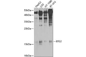 Western blot analysis of extracts of various cell lines, using BTG2/PC3 antibody (ABIN6127511, ABIN6137685, ABIN6137686 and ABIN6225177) at 1:1000 dilution. (BTG2 antibody  (AA 1-158))