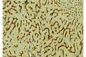 ABIN6276620 at 1/100 staining Mouse liver tissue by IHC-P. (APOH antibody  (C-Term))