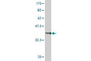 Western Blot detection against Immunogen (38. (GSTM4 antibody  (AA 109-218))