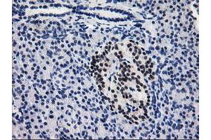 Immunohistochemical staining of paraffin-embedded Human pancreas tissue using anti-PDE4B mouse monoclonal antibody.