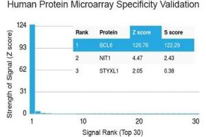 Analysis of HuProt(TM) microarray containing more than 19,000 full-length human proteins using Bcl6 antibody (clone BCL6/1527). (BCL6 antibody  (AA 256-389))