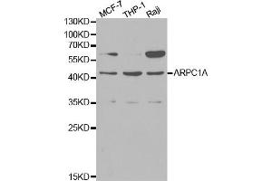 Western blot analysis of extracts of various cell lines, using ARPC1A antibody (ABIN5970429) at 1/1000 dilution. (ARPC1A antibody)