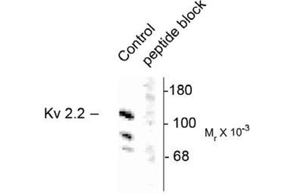 Kv2.2 antibody