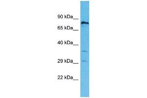 Western Blotting (WB) image for anti-Ring Finger Protein 19B (RNF19B) (C-Term) antibody (ABIN2791901) (RNF19B antibody  (C-Term))