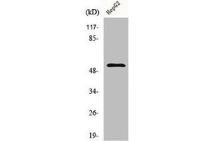 Western Blot analysis of HepG2 cells using Cyclin L1 Polyclonal Antibody (Cyclin L1 antibody  (C-Term))