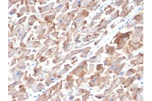 Formalin-fixed, paraffin-embedded human heart stained with N-Cadherin Rat Monoclonal Antibody (MNCD2). (N-Cadherin antibody  (Extracellular Domain))