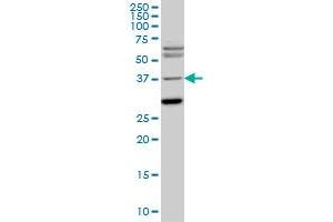 ISL1 monoclonal antibody (M05), clone 2E7 Western Blot analysis of ISL1 expression in PC-12 .