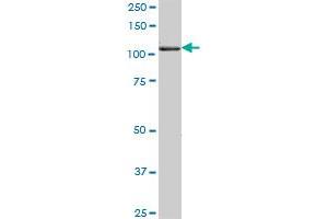 USP10 MaxPab polyclonal antibody. (USP10 antibody  (AA 1-798))