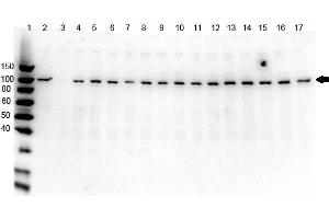Western Blot of Rabbit anti-PARP1 antibody multi lysate Western Blot of Rabbit anti-PARP1 N-term Antibody. (PARP1 antibody  (N-Term))