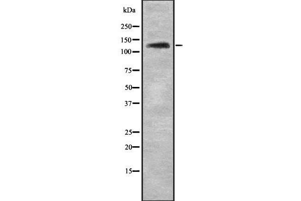 NOL8 antibody  (C-Term)