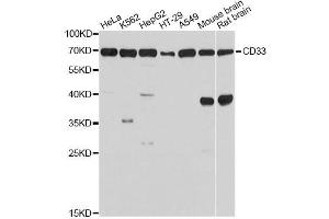 Western Blotting (WB) image for anti-CD33 (CD33) (AA 49-259) antibody (ABIN3022816)