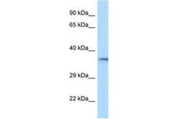 HVCN1 antibody  (C-Term)