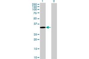 Western Blot analysis of SETBP1 expression in transfected 293T cell line by SETBP1 MaxPab polyclonal antibody.