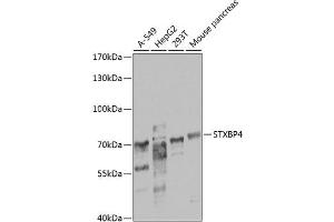 Western blot analysis of extracts of various cell lines, using STXBP4 antibody  at 1:1000 dilution.