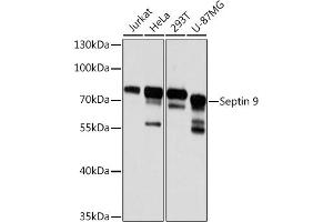 Western blot analysis of extracts of various cell lines, using Septin 9 antibody (ABIN6129127, ABIN6147560, ABIN6147561 and ABIN6224744) at 1:3000 dilution. (Septin 9 antibody  (AA 1-110))