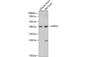 Western blot analysis of extracts of various cell lines using OPRK1 Polyclonal Antibody at dilution of 1:1000.