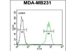 G Antibody (C-term) (ABIN652835 and ABIN2842544) flow cytometric analysis of MDA-M cells (right histogram) compared to a negative control cell (left histogram). (GPA33 antibody  (C-Term))