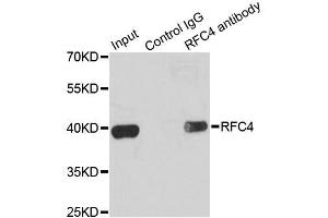 Immunoprecipitation (IP) image for anti-Replication Factor C (Activator 1) 4, 37kDa (RFC4) (AA 204-363) antibody (ABIN6146881)
