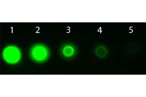 Dot Blot (DB) image for anti-V-Akt Murine Thymoma Viral Oncogene Homolog 3 (Protein Kinase B, Gamma) (AKT3) (Internal Region) antibody (APC) (ABIN5596895)