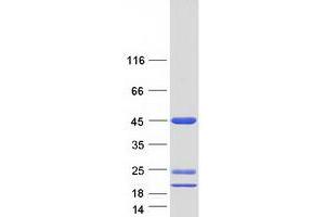 Validation with Western Blot