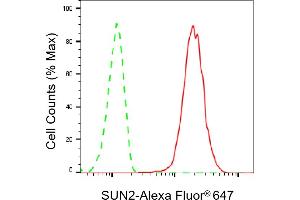 anti-Sad1 and UNC84 Domain Containing 2 (SUN2) antibody