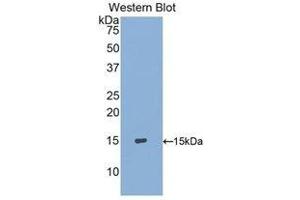 Western Blotting (WB) image for anti-S100 Calcium Binding Protein A9 (S100A9) (AA 1-114) antibody (ABIN3201626) (S100A9 antibody  (AA 1-114))