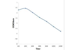 Antigen: 0. (CREM antibody  (pSer287, pSer290))