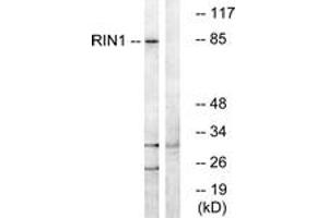 Western Blotting (WB) image for anti-Ras and Rab Interactor 1 (RIN1) (AA 655-704) antibody (ABIN2890567) (RIN1 antibody  (AA 655-704))