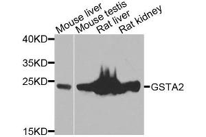 Western blot analysis of extracts of various cells, using GSTA2 antibody.