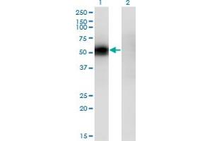 Western Blot analysis of KLF12 expression in transfected 293T cell line by KLF12 monoclonal antibody (M04), clone 3D2. (KLF12 antibody  (AA 1-90))
