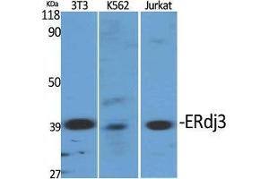 Western Blot (WB) analysis of specific cells using ERdj3 Polyclonal Antibody. (DNAJB11 antibody  (Internal Region))