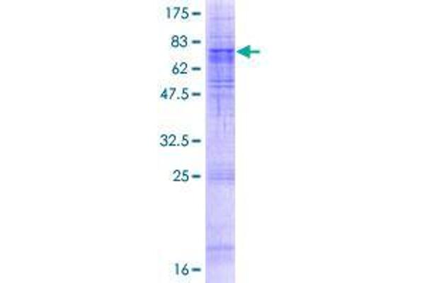 SEC61A2 Protein (AA 1-476) (GST tag)