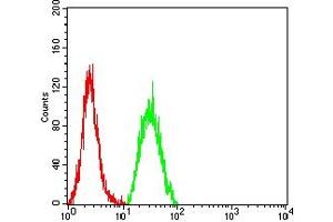 Flow cytometric analysis of Hela cells using SALL4 mouse mAb (green) and negative control (red). (SALL4 antibody  (AA 96-359))