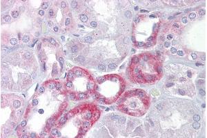 Immunohistochemistry with Kidney tissue at an antibody concentration of 5µg/ml using anti-KL antibody (ARP41551_P050) (Klotho antibody  (Middle Region))