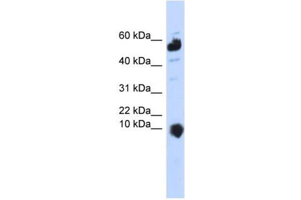 C1orf151 antibody  (Middle Region)