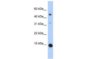 WB Suggested Anti-CCL2 Antibody Titration:  0.