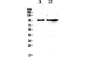 Western Blotting (WB) image for anti-Discs, Large Homolog 4 (Drosophila) (DLG4) (AA 581-724) antibody (ABIN3043563)
