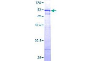 TEX13A Protein (AA 1-409) (GST tag)