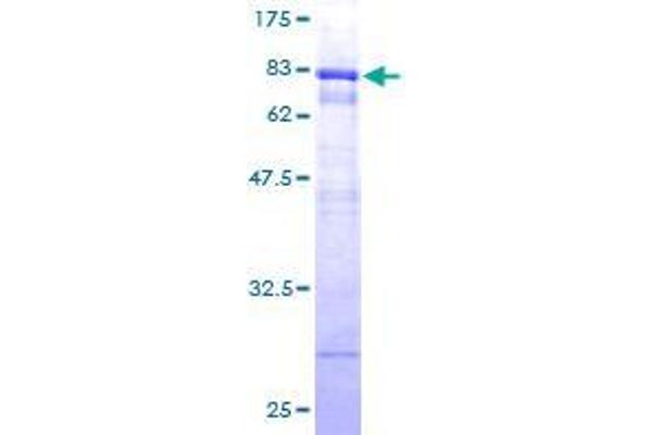 TEX13A Protein (AA 1-409) (GST tag)