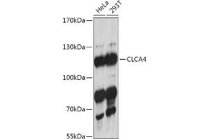Western blot analysis of extracts of various cell lines, using CLC antibody (ABIN7266332) at 1:1000 dilution. (CLCA4 antibody  (AA 22-150))