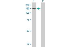 Western Blot analysis of GTF2I expression in transfected 293T cell line by GTF2I MaxPab polyclonal antibody.