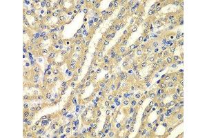 Immunohistochemistry of paraffin-embedded Mouse kidney using WIPI2 Polyclonal Antibody at dilution of 1:100 (40x lens). (WIPI2 antibody)