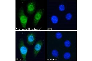 ABIN5539534 Immunofluorescence analysis of paraformaldehyde fixed NIH3T3 cells, permeabilized with 0. (HDAC1 antibody  (C-Term))