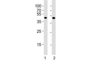 Western blot testing of Pou5f1 antibody at 1:4000 dilution.