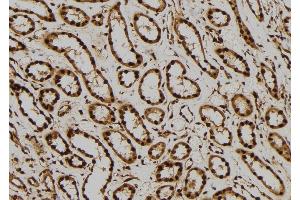 ABIN6276309 at 1/100 staining Human kidney tissue by IHC-P. (ERK2 antibody  (Internal Region))
