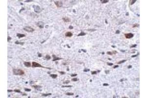 Immunohistochemistry of Bora in mouse brain tissue with Bora antibody at 2. (BORA antibody  (C-Term))